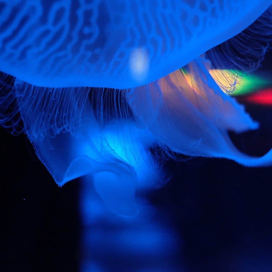 島ゆいかさんのインスタグラム写真 - (島ゆいかInstagram)「#jellyfish #aquarium」4月22日 15時46分 - chanyui_s