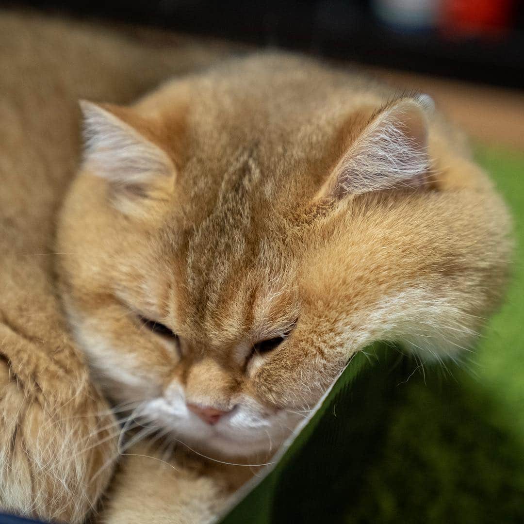 Hosicoさんのインスタグラム写真 - (HosicoInstagram)「This is the best place on Monday 📦」4月22日 15時46分 - hosico_cat