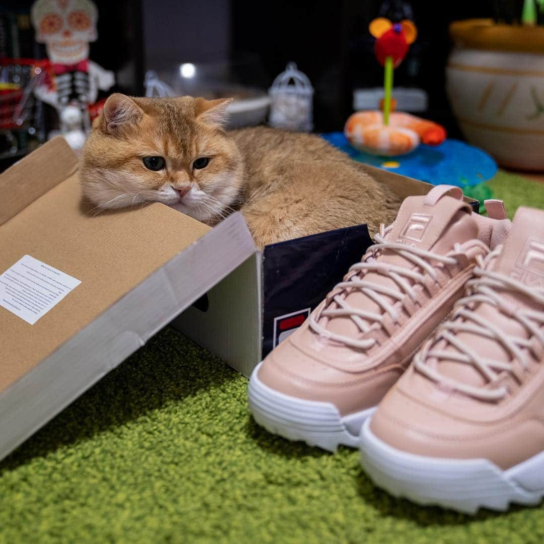 Hosicoさんのインスタグラム写真 - (HosicoInstagram)「This is the best place on Monday 📦」4月22日 15時46分 - hosico_cat