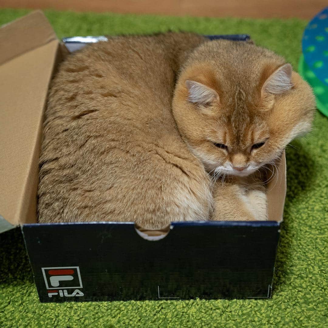 Hosicoさんのインスタグラム写真 - (HosicoInstagram)「This is the best place on Monday 📦」4月22日 15時46分 - hosico_cat