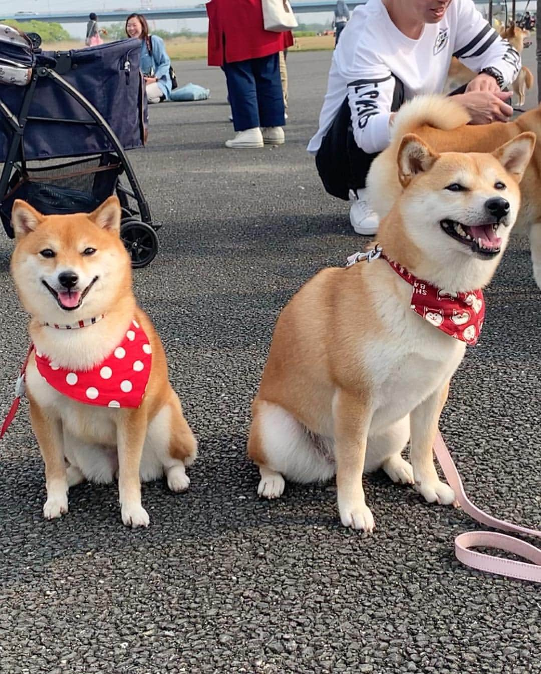 豆柴 サニーちゃんさんのインスタグラム写真 - (豆柴 サニーちゃんInstagram)「. . HELLO〜こんにちわん🐻🐾🌷 . 楽しかった昨日の #東海広場柴会 の様子です🍀 さにたんも、笑顔いっぱい . 柴会だけあって柴パラダイス〜✨✨ どこ見ても柴ちゃんだらけ〜 写真撮ると 後ろにちらほら映るのも柴ちゃん💕 笑顔だったりするし〜 たまりませんでした🤤💕 . 遊んでくれたお友達です🌷 ①ニヤリなリリィちゃん @naolily ②こたろうくん @kota_1207 ちょこちゃん @chiro_choco_milk モモモカモコちゃん @uusamoko ③すずちゃん @suzu.0503 ④イヴちゃん @yo.ma.a.yu.mi.ri ⑤はる美ちゃん @banshu_harumi ⑥こむぎちゃん @ta2yu3 ⑦わんさくくん @wansaku0820 ⑧ぽんずちゃん @ponzu_0709 ⑨こまちちゃん @komachi_kotetsu_ ⑩リリィちゃん @naolily . みんな可愛い〜💓 一緒にお写真ありがとうございました😊 . . #東海広場ドッグラン #木曽三川公園東海広場 #柴パラダイス #楽しかったね #みんなありがとう . #柴犬#豆柴 #赤柴 #まめしばいぬ#まめしば#いぬのきもち#ふわもこ部 #pecoいぬ部#pecotv#サンデイ#サンデイいぬ組#anicas #shiba_snap#todayswanko#west_dog_japan #shibainu #shiba#mameshiba#shibastagram #豆柴サニーちゃん」4月22日 15時51分 - sunny_rei_32