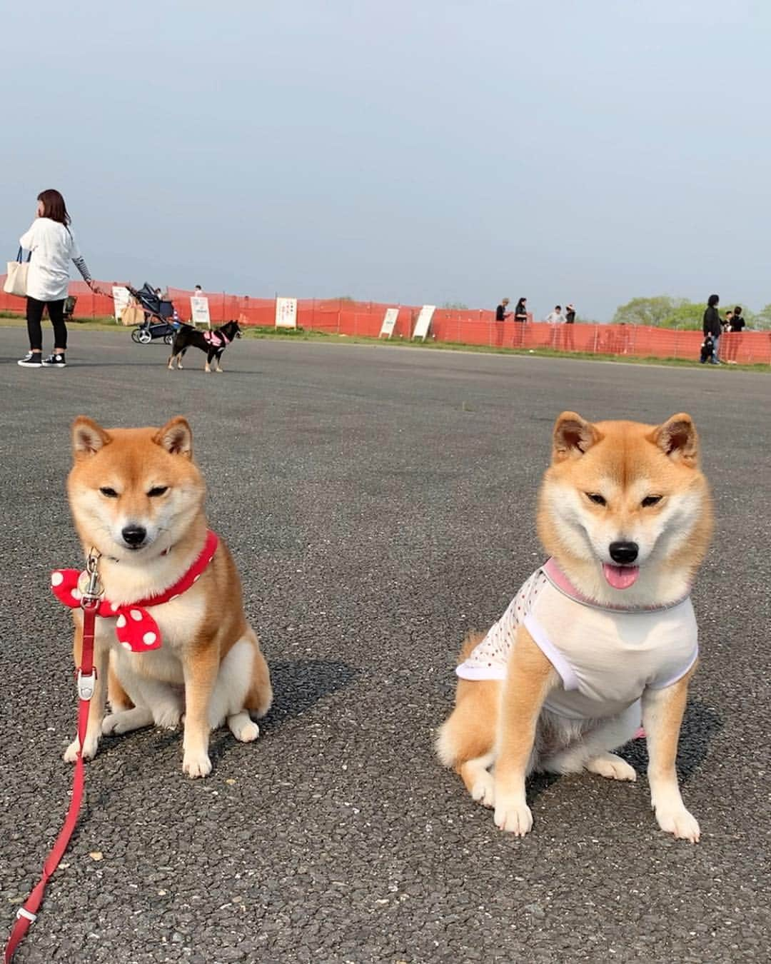 豆柴 サニーちゃんさんのインスタグラム写真 - (豆柴 サニーちゃんInstagram)「. . HELLO〜こんにちわん🐻🐾🌷 . 楽しかった昨日の #東海広場柴会 の様子です🍀 さにたんも、笑顔いっぱい . 柴会だけあって柴パラダイス〜✨✨ どこ見ても柴ちゃんだらけ〜 写真撮ると 後ろにちらほら映るのも柴ちゃん💕 笑顔だったりするし〜 たまりませんでした🤤💕 . 遊んでくれたお友達です🌷 ①ニヤリなリリィちゃん @naolily ②こたろうくん @kota_1207 ちょこちゃん @chiro_choco_milk モモモカモコちゃん @uusamoko ③すずちゃん @suzu.0503 ④イヴちゃん @yo.ma.a.yu.mi.ri ⑤はる美ちゃん @banshu_harumi ⑥こむぎちゃん @ta2yu3 ⑦わんさくくん @wansaku0820 ⑧ぽんずちゃん @ponzu_0709 ⑨こまちちゃん @komachi_kotetsu_ ⑩リリィちゃん @naolily . みんな可愛い〜💓 一緒にお写真ありがとうございました😊 . . #東海広場ドッグラン #木曽三川公園東海広場 #柴パラダイス #楽しかったね #みんなありがとう . #柴犬#豆柴 #赤柴 #まめしばいぬ#まめしば#いぬのきもち#ふわもこ部 #pecoいぬ部#pecotv#サンデイ#サンデイいぬ組#anicas #shiba_snap#todayswanko#west_dog_japan #shibainu #shiba#mameshiba#shibastagram #豆柴サニーちゃん」4月22日 15時51分 - sunny_rei_32