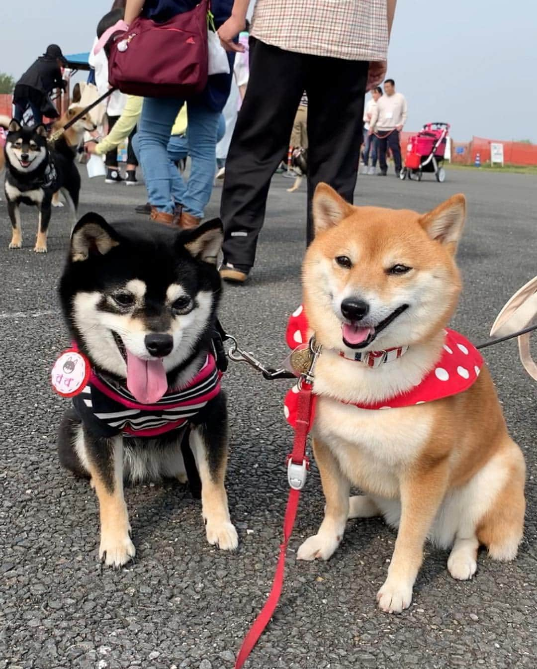 豆柴 サニーちゃんさんのインスタグラム写真 - (豆柴 サニーちゃんInstagram)「. . HELLO〜こんにちわん🐻🐾🌷 . 楽しかった昨日の #東海広場柴会 の様子です🍀 さにたんも、笑顔いっぱい . 柴会だけあって柴パラダイス〜✨✨ どこ見ても柴ちゃんだらけ〜 写真撮ると 後ろにちらほら映るのも柴ちゃん💕 笑顔だったりするし〜 たまりませんでした🤤💕 . 遊んでくれたお友達です🌷 ①ニヤリなリリィちゃん @naolily ②こたろうくん @kota_1207 ちょこちゃん @chiro_choco_milk モモモカモコちゃん @uusamoko ③すずちゃん @suzu.0503 ④イヴちゃん @yo.ma.a.yu.mi.ri ⑤はる美ちゃん @banshu_harumi ⑥こむぎちゃん @ta2yu3 ⑦わんさくくん @wansaku0820 ⑧ぽんずちゃん @ponzu_0709 ⑨こまちちゃん @komachi_kotetsu_ ⑩リリィちゃん @naolily . みんな可愛い〜💓 一緒にお写真ありがとうございました😊 . . #東海広場ドッグラン #木曽三川公園東海広場 #柴パラダイス #楽しかったね #みんなありがとう . #柴犬#豆柴 #赤柴 #まめしばいぬ#まめしば#いぬのきもち#ふわもこ部 #pecoいぬ部#pecotv#サンデイ#サンデイいぬ組#anicas #shiba_snap#todayswanko#west_dog_japan #shibainu #shiba#mameshiba#shibastagram #豆柴サニーちゃん」4月22日 15時51分 - sunny_rei_32