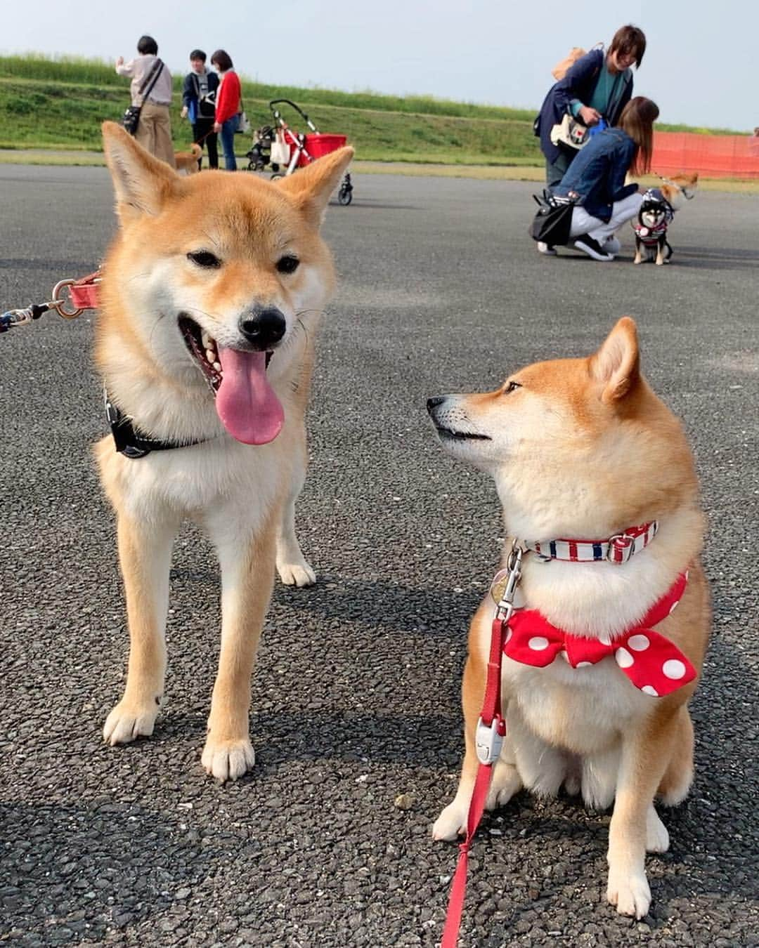 豆柴 サニーちゃんさんのインスタグラム写真 - (豆柴 サニーちゃんInstagram)「. . HELLO〜こんにちわん🐻🐾🌷 . 楽しかった昨日の #東海広場柴会 の様子です🍀 さにたんも、笑顔いっぱい . 柴会だけあって柴パラダイス〜✨✨ どこ見ても柴ちゃんだらけ〜 写真撮ると 後ろにちらほら映るのも柴ちゃん💕 笑顔だったりするし〜 たまりませんでした🤤💕 . 遊んでくれたお友達です🌷 ①ニヤリなリリィちゃん @naolily ②こたろうくん @kota_1207 ちょこちゃん @chiro_choco_milk モモモカモコちゃん @uusamoko ③すずちゃん @suzu.0503 ④イヴちゃん @yo.ma.a.yu.mi.ri ⑤はる美ちゃん @banshu_harumi ⑥こむぎちゃん @ta2yu3 ⑦わんさくくん @wansaku0820 ⑧ぽんずちゃん @ponzu_0709 ⑨こまちちゃん @komachi_kotetsu_ ⑩リリィちゃん @naolily . みんな可愛い〜💓 一緒にお写真ありがとうございました😊 . . #東海広場ドッグラン #木曽三川公園東海広場 #柴パラダイス #楽しかったね #みんなありがとう . #柴犬#豆柴 #赤柴 #まめしばいぬ#まめしば#いぬのきもち#ふわもこ部 #pecoいぬ部#pecotv#サンデイ#サンデイいぬ組#anicas #shiba_snap#todayswanko#west_dog_japan #shibainu #shiba#mameshiba#shibastagram #豆柴サニーちゃん」4月22日 15時51分 - sunny_rei_32