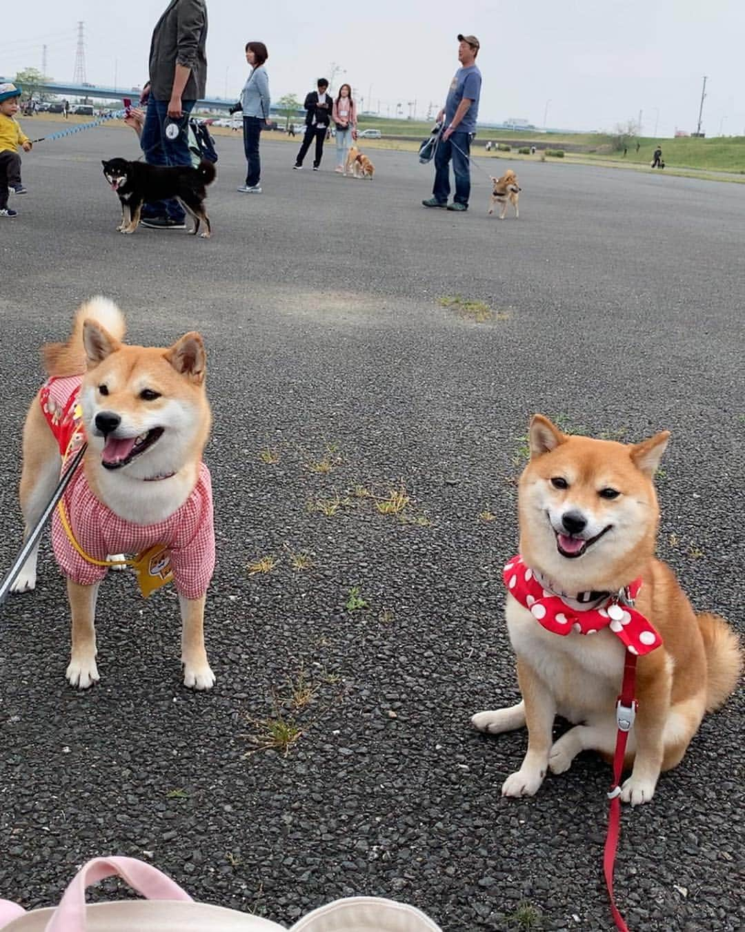 豆柴 サニーちゃんさんのインスタグラム写真 - (豆柴 サニーちゃんInstagram)「. . HELLO〜こんにちわん🐻🐾🌷 . 楽しかった昨日の #東海広場柴会 の様子です🍀 さにたんも、笑顔いっぱい . 柴会だけあって柴パラダイス〜✨✨ どこ見ても柴ちゃんだらけ〜 写真撮ると 後ろにちらほら映るのも柴ちゃん💕 笑顔だったりするし〜 たまりませんでした🤤💕 . 遊んでくれたお友達です🌷 ①ニヤリなリリィちゃん @naolily ②こたろうくん @kota_1207 ちょこちゃん @chiro_choco_milk モモモカモコちゃん @uusamoko ③すずちゃん @suzu.0503 ④イヴちゃん @yo.ma.a.yu.mi.ri ⑤はる美ちゃん @banshu_harumi ⑥こむぎちゃん @ta2yu3 ⑦わんさくくん @wansaku0820 ⑧ぽんずちゃん @ponzu_0709 ⑨こまちちゃん @komachi_kotetsu_ ⑩リリィちゃん @naolily . みんな可愛い〜💓 一緒にお写真ありがとうございました😊 . . #東海広場ドッグラン #木曽三川公園東海広場 #柴パラダイス #楽しかったね #みんなありがとう . #柴犬#豆柴 #赤柴 #まめしばいぬ#まめしば#いぬのきもち#ふわもこ部 #pecoいぬ部#pecotv#サンデイ#サンデイいぬ組#anicas #shiba_snap#todayswanko#west_dog_japan #shibainu #shiba#mameshiba#shibastagram #豆柴サニーちゃん」4月22日 15時51分 - sunny_rei_32