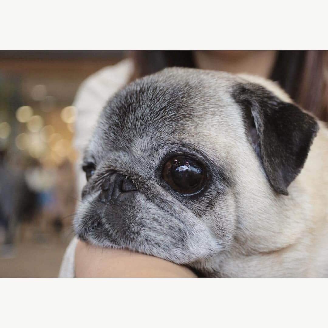 八兵衛のインスタグラム：「cafe time☕️ * * #ほぼ黒パグ #おじいちゃん犬 #パグ #pug #puggy #puglife #puglove #petstagram #pugstagram #pugsofinstagram #pugs #dog #ふわもこ部  @igersjp #IGersJP #east_dog_japan #pecoイヌ部 #八兵衛 #はちべえ #朝ワンコ夕ニャンコ #starbucks #starbuckscoffee #犬とカフェ」