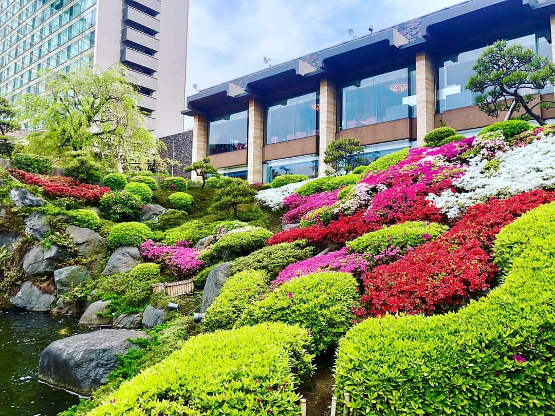 ホテル ニューオータニさんのインスタグラム写真 - (ホテル ニューオータニInstagram)「It's the perfect time to enjoy the beautiful contrast of white, pink and red azaleas. 日本庭園のツツジが見頃を迎えています。赤、ピンク、白のツツジと新緑が生み出す美しいコントラストは必見です。  #日本庭園 #ツツジ  #見頃 #色とりどり #新緑  #ホテルニューオータニ #japanesegarden #azalea  #greenery  #springflowers #beautifuljapan #hotelnewotanitokyo @hotelnewotanitokyo」4月22日 16時05分 - hotelnewotanitokyo