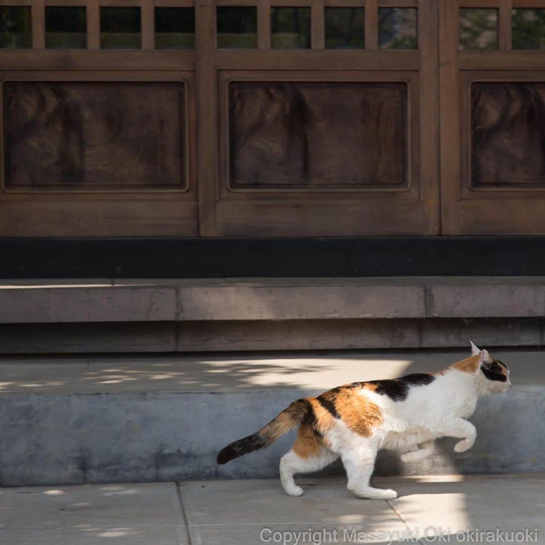 Masayukiさんのインスタグラム写真 - (MasayukiInstagram)「走り抜ける。  Run through  #cat #ねこ」4月22日 16時18分 - okirakuoki
