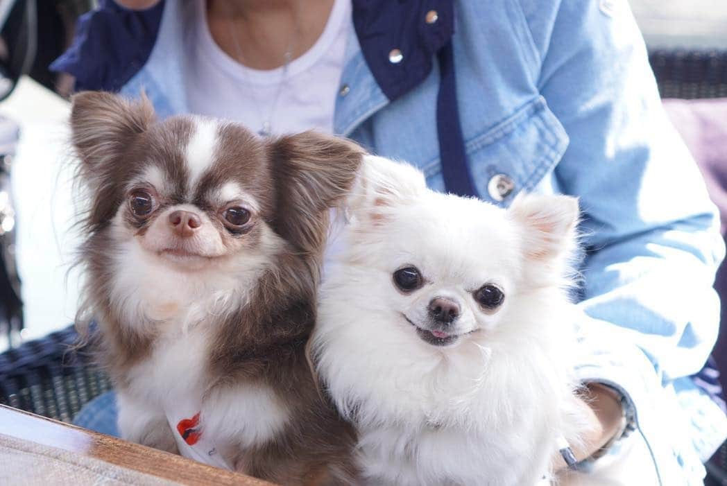 tetoyanyanさんのインスタグラム写真 - (tetoyanyanInstagram)「﻿﻿ Cute friends﻿﻿ ﻿﻿﻿﻿ ﻿﻿ ﻿﻿ すーちゃん♡ふぁそたん﻿ ﻿﻿ ﻿﻿ すーちゃんいいにほい😍❤️ ﻿﻿﻿﻿ #チワワ#dogstagram#petstagram#petoftheday#instachihuahua#chihuahuaofinstagram#chihuahualove#chihuahualover#chihuahua#chihuahuas#ちわわ#チワワ#ロングコートチワワ#igersjp#イヌスタグラム#dogfashion#onlychihuahuas#chihuahualife#chihuahuafanatics#puppystagram#cutepetclub#igcutest_animals#ふわもこ部﻿」4月22日 16時33分 - tetoyanyan