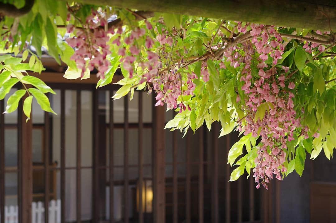 柳川藩主立花邸御花 | Yanagawa Ohanaさんのインスタグラム写真 - (柳川藩主立花邸御花 | Yanagawa OhanaInstagram)「🌺 ・ 柳川では中山大藤まつりが開催されていますね。 ・ ・ 御花でも藤が咲いているんです^ ^ ・ 御花にお越しの際は是非東庭園まで足をお運びください！ ・ その時期にしか見る事のできないお花など、四季を感じる事ができますよ。 ・ ・ #柳川藩主立花邸お花#御花 #柳川#ohana#yanagawa #藤#フジ#藤の花#藤の花名所#japaneseflower#wisteria #wisteriaflowers」4月22日 16時34分 - tachibanateiohana