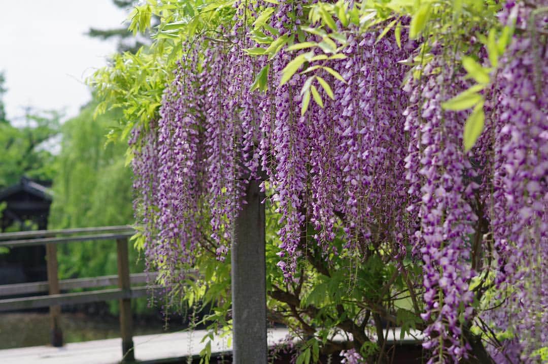 柳川藩主立花邸御花 | Yanagawa Ohanaのインスタグラム