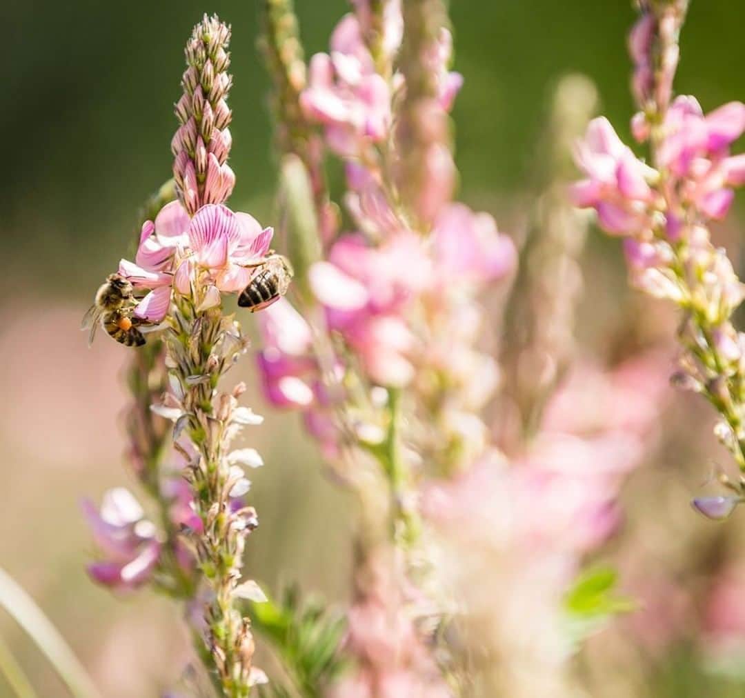 Melvita Officialのインスタグラム：「Journée de la Terre 🌍 ⠀ ⠀ Ensemble, protégeons notre planète ! 💚 ⠀ Depuis 35 ans, nous nous engageons pour la protection de la nature avec un sourcing éthique, des packs éco-conçus et recyclables et une usine éco-responsable.⠀ ⠀ Tous les gestes comptent pour protéger notre Terre : dites-nous quelles sont vos actions ! 💪⠀ ⠀ #melvita  #jepasseaubio  #ouialabeautebio #madeinfrance #fabriqueenfrance #greenbeauty #ardeche #cosmetiquebio #journeedelaterre #earthday」
