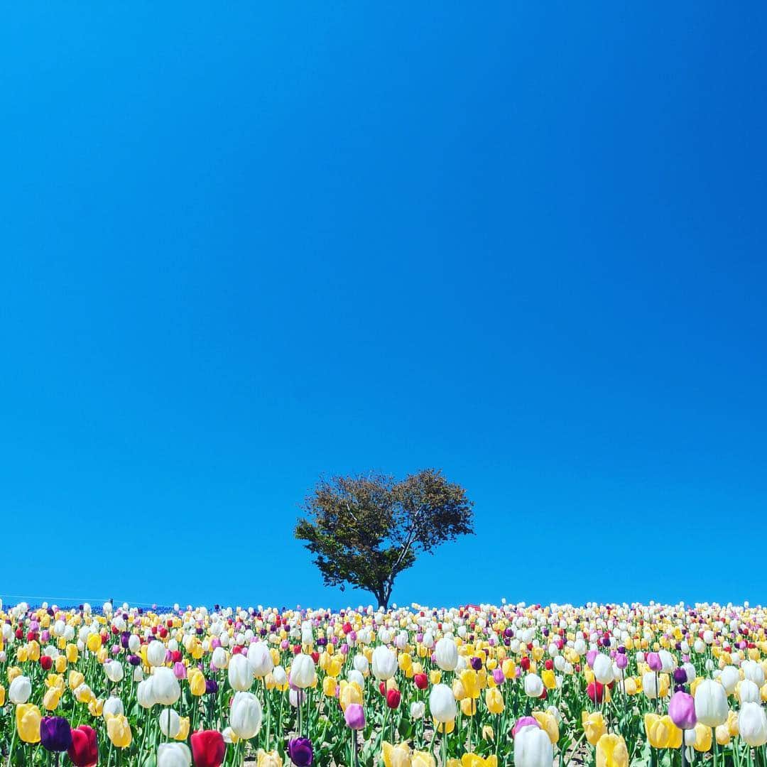 ANAのインスタグラム：「色とりどりの世界🌈  #anaタビキブン #チューリップ #🌷#ハートの木 #北海道 #花 #四季 #色とりどり #5月が見頃 #お花畑 #カラー #季節 #日本の景色 #行ってみたい #絶景 #旅行 #hokkaido #flower #heart #seasons #color #may #japantrip #travel #trip  旅の思い出は「#anaタビキブン」をつけて投稿してね💙インスタやANAの各メディアでご紹介していきます✈️」