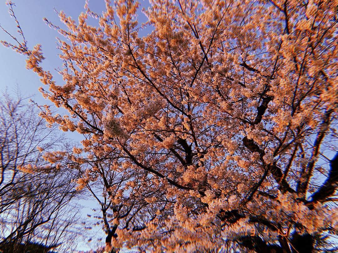 由規さんのインスタグラム写真 - (由規Instagram)「桜もそろそろ終わりかなぁ #仙台の桜  #初めてみたかもしれない」4月22日 17時33分 - yoshinori11sato