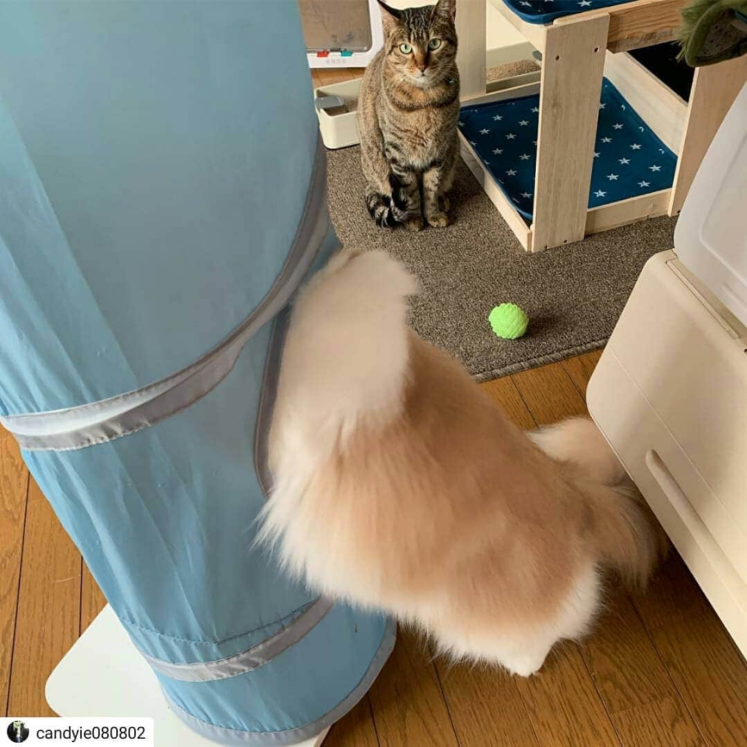 猫壱（ねこいち•ネコイチ）さんのインスタグラム写真 - (猫壱（ねこいち•ネコイチ）Instagram)「【Instagramに投稿して猫壱商品を貰っちゃおう✨】 新しい遊び方🐱❤ ▫ ▫ #キャットトンネルinバリバリ爪とぎポール #とっても楽しそう❤ ▫ ▫ :::::::::#猫壱 ::::::: #猫壱キャンペーン 4月は#キャッチミーイフユーキャン と#キャットトンネル が対象です👍 対象商品をお持ちの皆様、ぜひご応募くださいね❤ ▫ ▫ Instagramに登場した商品はプロフィールのリンクよりご覧いただけます🎶 お写真の商品は#キャットトンネルスパイラル と#バリバリつめとぎポール でした✨ 気になる方は @necoichicojp からチェックしてくださいね❤ ▫ ▫ Repost from  @candyie080802 thank-you💕💕💕💕」4月22日 17時36分 - necoichicojp