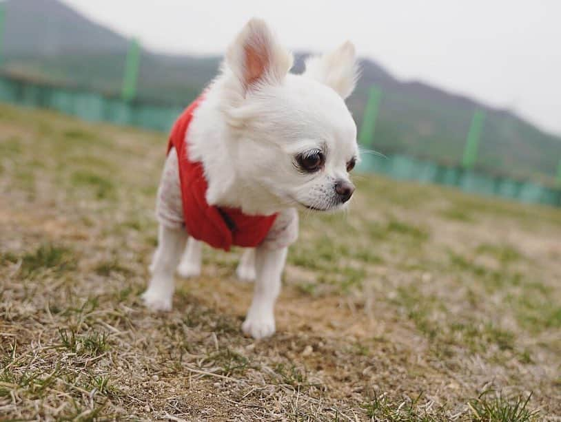 イム・スヒャンさんのインスタグラム写真 - (イム・スヒャンInstagram)「라이의 전원일기🐕」4月22日 17時36分 - hellopapa11