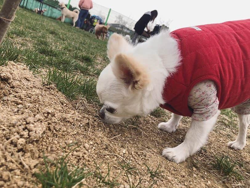 イム・スヒャンさんのインスタグラム写真 - (イム・スヒャンInstagram)「라이의 전원일기🐕」4月22日 17時36分 - hellopapa11