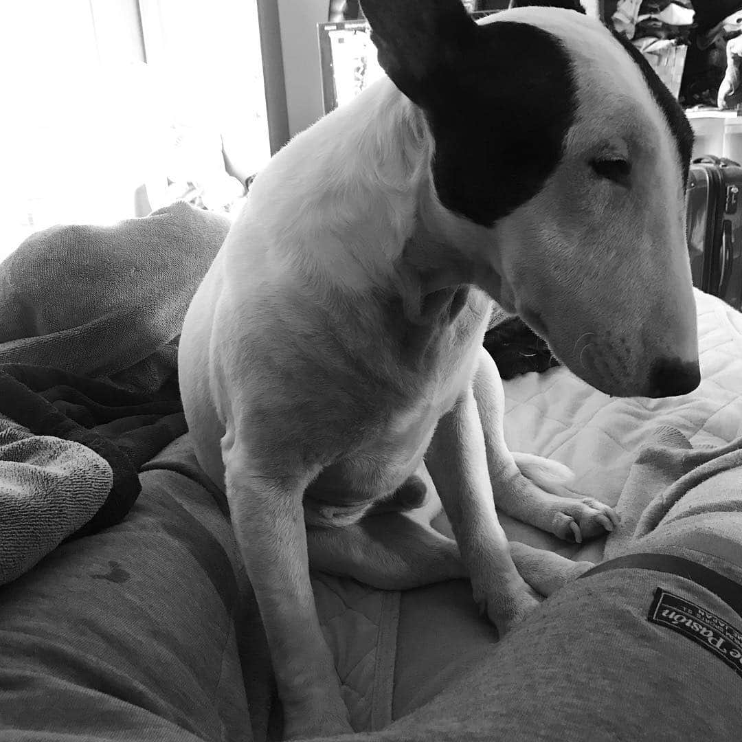 のインスタグラム：「#minituru#bull#terrier#minibullterrier#miniturubullterrier#dog#dogstagram#cute#qtaro#love#family#ミニチュア#ブルテリア#ミニチュアブルテリア#Q太郎」