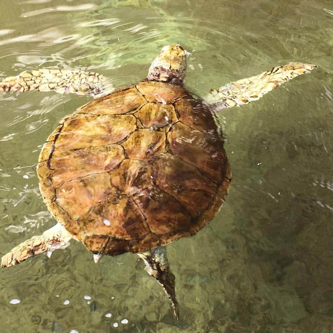 堀江淳のインスタグラム：「ウミガメだ〜！」