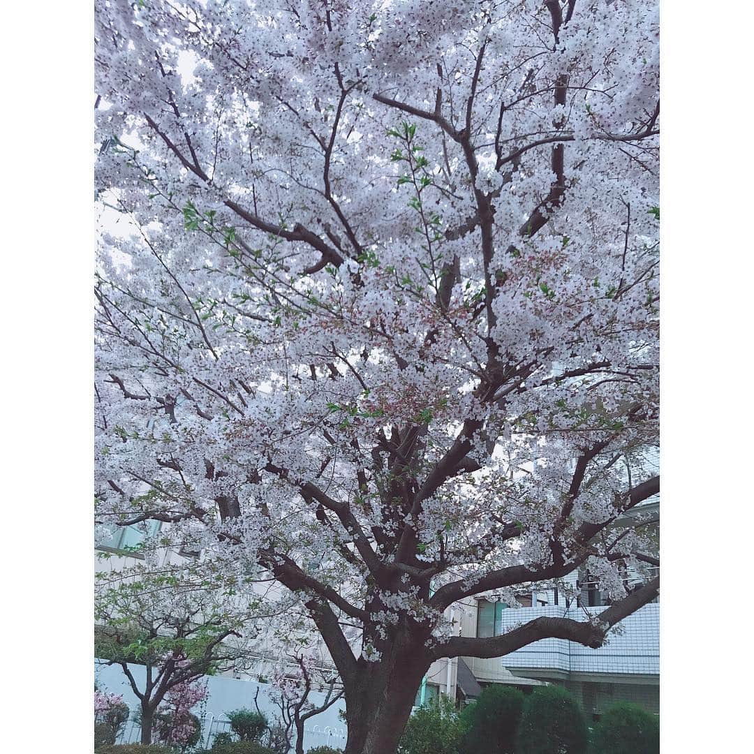 有明ゆなさんのインスタグラム写真 - (有明ゆなInstagram)「通ってた小学校の近くの桜の木が めっちゃデカくて綺麗だった( ^ω^ ) . . . . #地元 #小学校 #近く #桜の木 #さくら #サクラ #桜 #デカい #でかい」4月22日 18時26分 - ariake_yuna