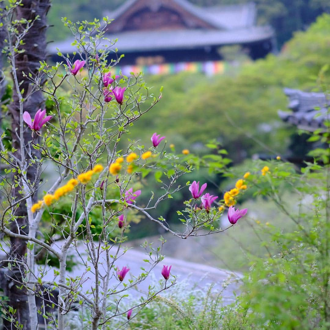 奈良 長谷寺 / nara hasederaさんのインスタグラム写真 - (奈良 長谷寺 / nara hasederaInstagram)「#御衣黄 #松月桜 #紫木蓮 #山吹 #花水木  Actually #cherryblossoms are still blooming!  #長谷寺 #奈良長谷寺 #総本山長谷寺 #花の御寺 #奈良 #hasedera #hasederatemple #temple #japan #japanesetraditional #pilgrimage #nara #tourism #sightseeing #japanesetemple #西国 #西国三十三所 #霊場 #巡礼 #四寺巡礼 #やまとびとツアーズ #長谷寺が好き #わたしは奈良派 #うましうるわし奈良」4月22日 18時27分 - hase_dera