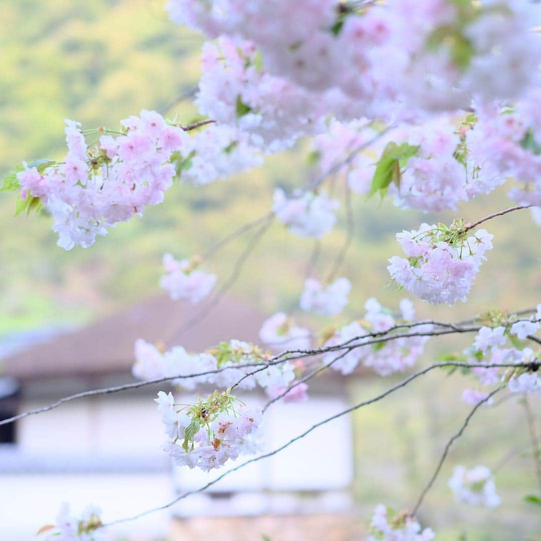 奈良 長谷寺 / nara hasederaさんのインスタグラム写真 - (奈良 長谷寺 / nara hasederaInstagram)「#御衣黄 #松月桜 #紫木蓮 #山吹 #花水木  Actually #cherryblossoms are still blooming!  #長谷寺 #奈良長谷寺 #総本山長谷寺 #花の御寺 #奈良 #hasedera #hasederatemple #temple #japan #japanesetraditional #pilgrimage #nara #tourism #sightseeing #japanesetemple #西国 #西国三十三所 #霊場 #巡礼 #四寺巡礼 #やまとびとツアーズ #長谷寺が好き #わたしは奈良派 #うましうるわし奈良」4月22日 18時27分 - hase_dera