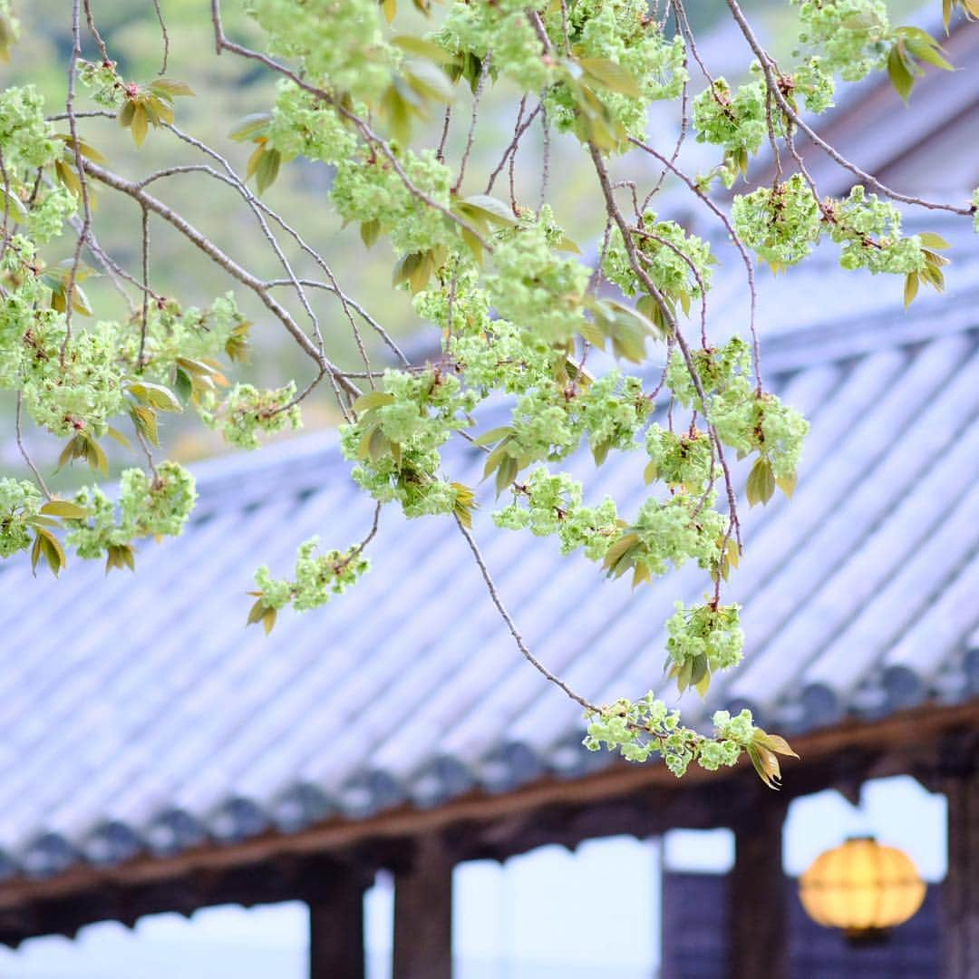 奈良 長谷寺 / nara hasederaのインスタグラム