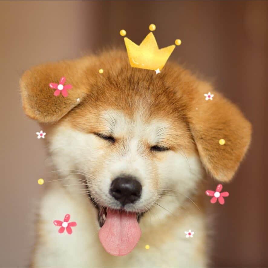 BeautyPlus Japanさんのインスタグラム写真 - (BeautyPlus JapanInstagram)「🐶🌸✨ . 動物顔認識はBeautyPlus✨ . . #beautyplus#ビューティープラスペット #ビューティープラス #犬好きな人と繋がりたい」4月22日 18時33分 - beautyplus_jp