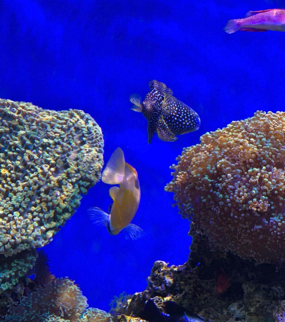 rinさんのインスタグラム写真 - (rinInstagram)「⋆ ⋆ ⋆ 小さな水族館だけど 息子と行く水族館は今までの 何倍も楽しかった🐠♡ ⋆ 魚を目で追いかけながらキャッキャ 爆笑する姿に親は釘付けw ⋆ これからも色んな経験一緒にして いこうね🥰 ⋆ 最後の魚の写真と動画も旦那から 一緒に送られて来て、 『梨乃にめっちゃ似てたから撮ってん。』って。 いつもだいたい猿系か魚。 ⋆ 毎度の事だけといつになく 失礼なやつじゃw ⋆ ⋆ #baby#babyboy#boy#family#love#oneyearsold#aquarium#hawaii#waikikiaquarium #男の子#赤ちゃん#男の子ママ#おとこのこママ#水族館」4月22日 18時37分 - rinrin87