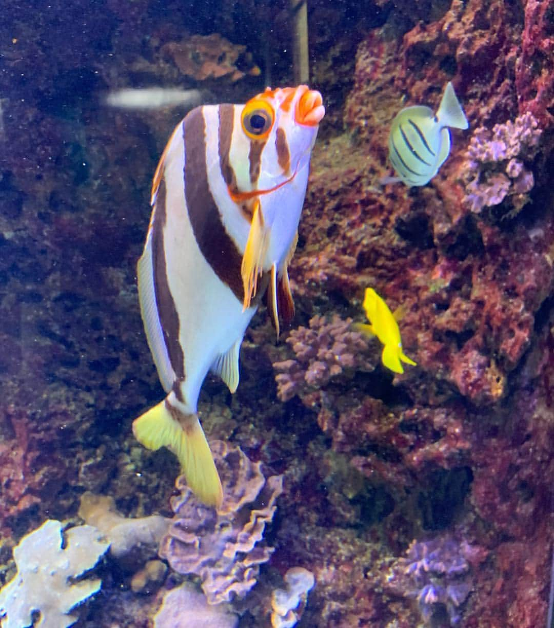 rinさんのインスタグラム写真 - (rinInstagram)「⋆ ⋆ ⋆ 小さな水族館だけど 息子と行く水族館は今までの 何倍も楽しかった🐠♡ ⋆ 魚を目で追いかけながらキャッキャ 爆笑する姿に親は釘付けw ⋆ これからも色んな経験一緒にして いこうね🥰 ⋆ 最後の魚の写真と動画も旦那から 一緒に送られて来て、 『梨乃にめっちゃ似てたから撮ってん。』って。 いつもだいたい猿系か魚。 ⋆ 毎度の事だけといつになく 失礼なやつじゃw ⋆ ⋆ #baby#babyboy#boy#family#love#oneyearsold#aquarium#hawaii#waikikiaquarium #男の子#赤ちゃん#男の子ママ#おとこのこママ#水族館」4月22日 18時37分 - rinrin87