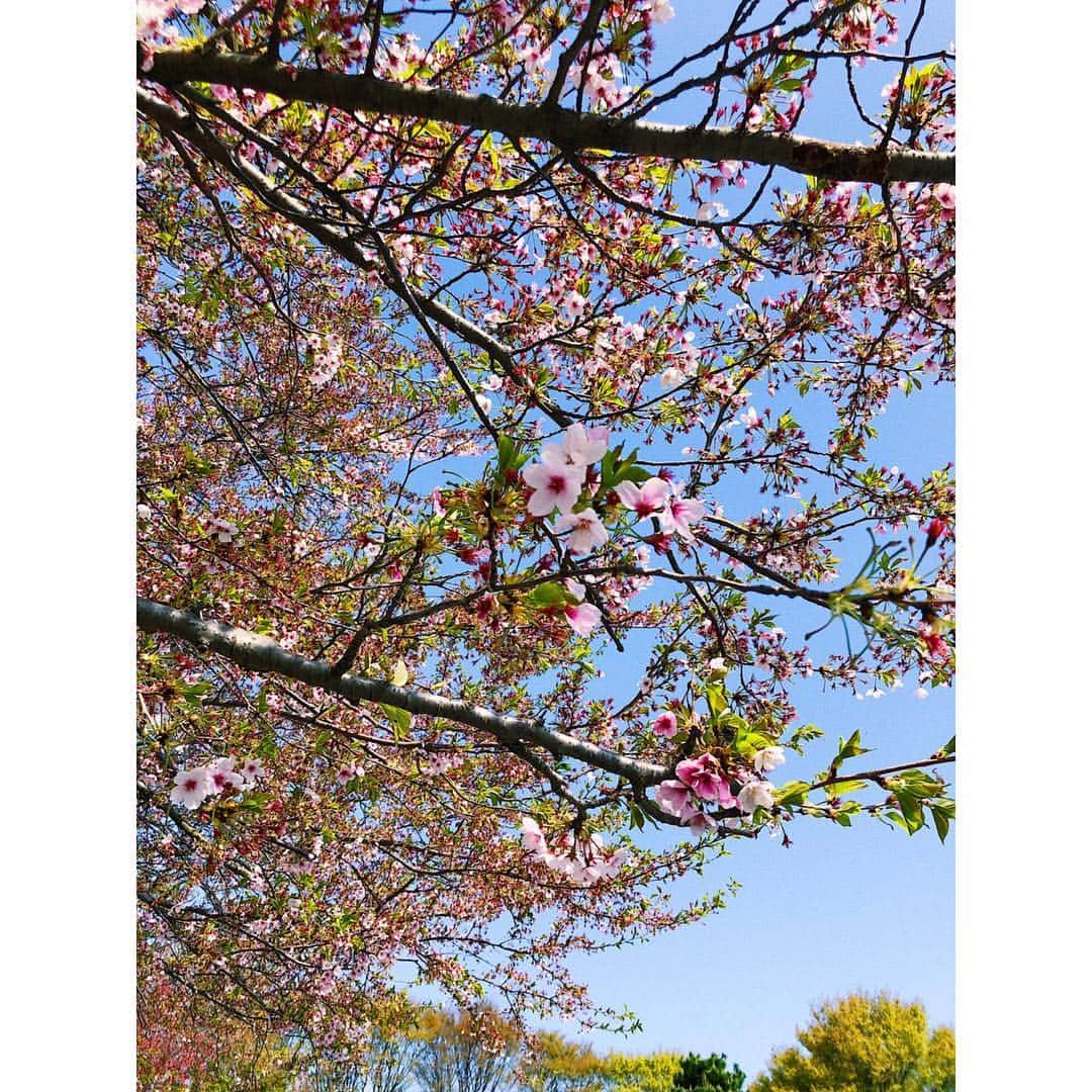 水戸悠夏子さんのインスタグラム写真 - (水戸悠夏子Instagram)「咲いてる桜と散っていく花吹雪と芽吹いてきた新芽と。﻿ ﻿ ﻿  そういえば今年 桜 ちゃんと見てなかったからよかったなあ◎」4月22日 18時47分 - mitoyukako