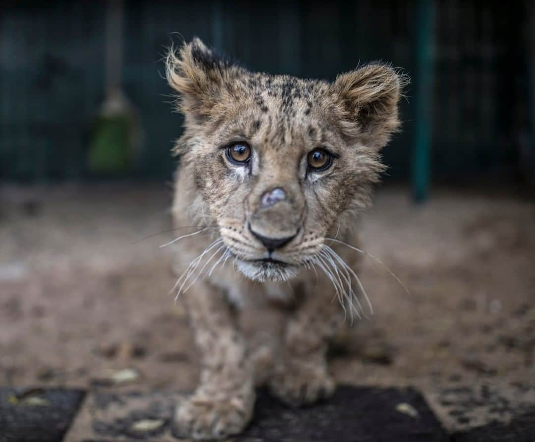 National Geographic Travelさんのインスタグラム写真 - (National Geographic TravelInstagram)「Photo by @mmuheisen | This is Pablito, a four-month-old African lion cub who was rescued from a small cage in a zoo last November and currently sheltered at The New Hope Center @almawa.jordan in Amman, Jordan. The center, established in 2010 by the Princess Alia Foundation, provides emergency medial treatment, rehabilitation, and re-homing for animals. For more photos and videos from different parts of the world, follow me @mmuheisen and @mmuheisenpublic #muhammedmuheisen #Jordan #amman」4月22日 18時59分 - natgeotravel