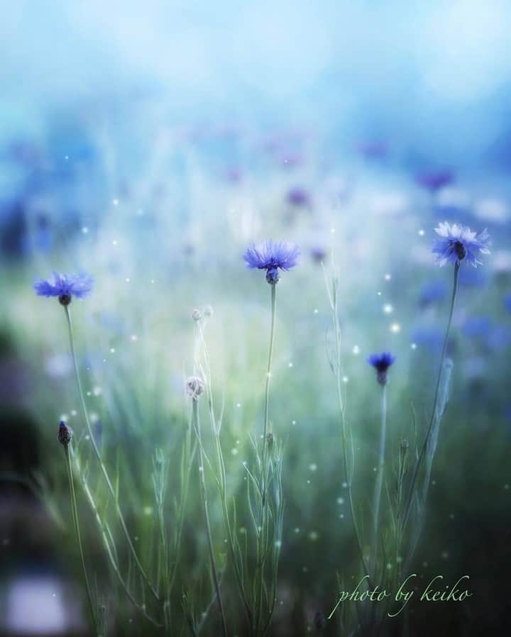 花の写真館のインスタグラム：「Photo by @hanahanaphotography.⠀ https://instagram.com/hanahanaphotography/⠀ .⠀ Original Post[投稿頂いたURL]⠀ https://www.instagram.com/p/Bi1rpC1g3ge/⠀ .⠀ 本アカウントは、 #私の花の写真 をつけてInstagramに投稿された皆さまの花の写真や、「花の写真館」Facebookページで投稿された花の写真を紹介します。⠀ 「花の写真館」Facebookページは、「 @floral.photograph 」のプロフィールにあるURLからご覧ください。⠀ .⠀ #花の写真館 #floralphotograph #floralphoto #flower #flowers #富士フイルム #FUJIFILM⠀ Follow: @floral.photograph」