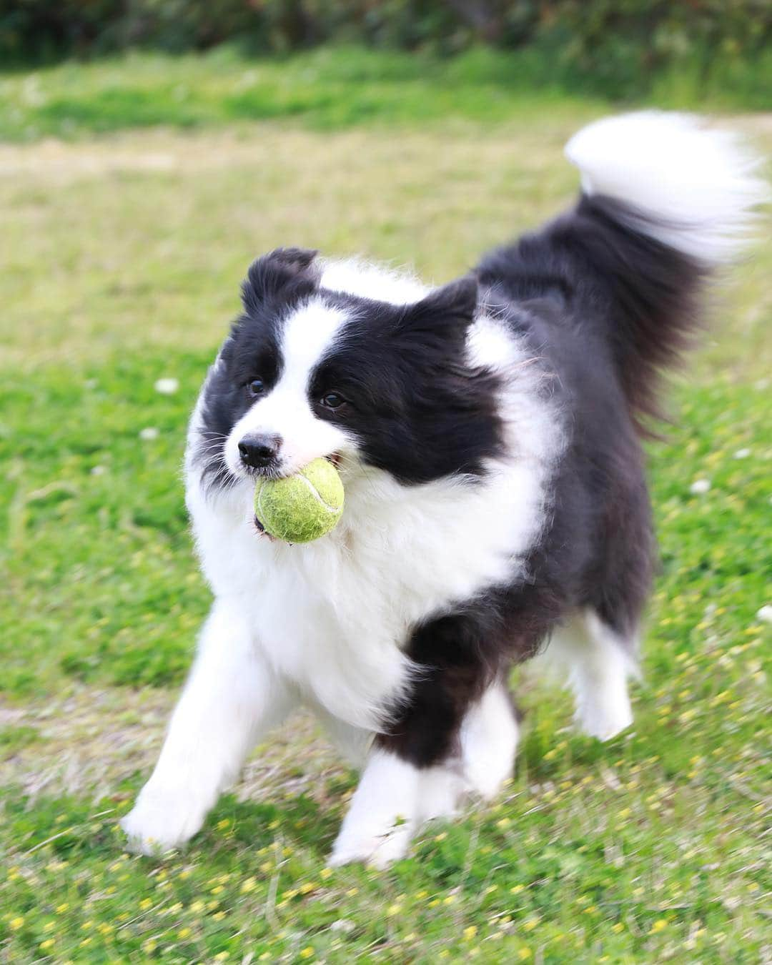 犬バカ部宣伝部長のインスタグラム