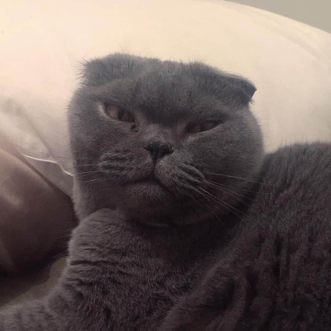 Baconのインスタグラム：「Who else ate too much chocolate this Easter? 🐣😵🍫 #Easter #chocolateOD #fatty」