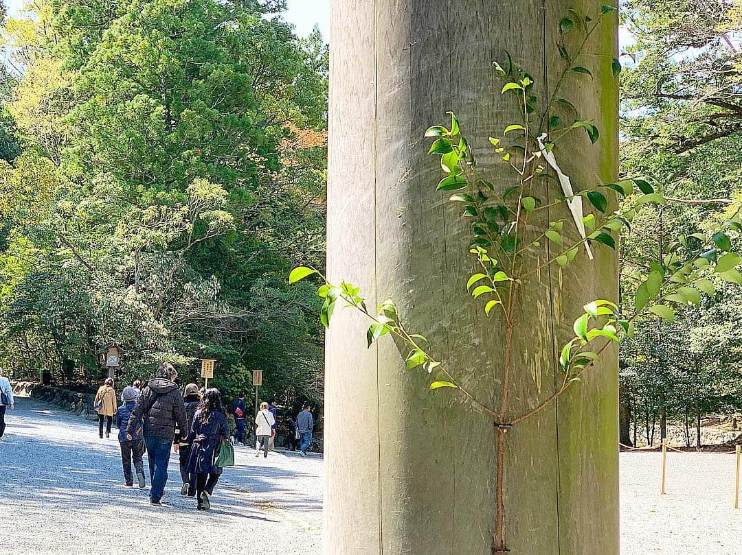 尾崎ななみさんのインスタグラム写真 - (尾崎ななみInstagram)「❁︎ㅤㅤㅤㅤㅤㅤㅤㅤㅤㅤㅤㅤㅤ ㅤㅤㅤㅤㅤㅤㅤㅤㅤㅤㅤㅤㅤ フェイスマスク 旅するルルルンシリーズから新商品が発売します✩︎⡱ ㅤㅤㅤㅤㅤㅤㅤㅤㅤㅤㅤㅤㅤ なんと‼︎‼︎『お伊勢るるるん』 ㅤㅤㅤㅤㅤㅤㅤㅤㅤㅤㅤㅤㅤ 新しい伊勢土産が誕生ですよー( ⸝⸝•ᴗ•⸝⸝ )੭⁾⁾ ㅤㅤㅤㅤㅤㅤㅤㅤㅤㅤㅤㅤㅤ  その地域でしか出会えない素材のエキスが配合されているのが特徴。 ㅤㅤㅤㅤㅤㅤㅤㅤㅤㅤㅤㅤㅤ 今回、伊勢のパックには、日本で初めて伊勢の榊の葉から抽出したサカキ葉エキスを保湿成分として配合。 ㅤㅤㅤㅤㅤㅤㅤㅤㅤㅤㅤㅤㅤ 他にも、伊勢神宮では神様に神饌を奉仕するお祭りを朝夕二度365日行われていますが、神饌の50種ほどある食材から選ばれた野菜や果物のエキスも配合されています。 ㅤㅤㅤㅤㅤㅤㅤㅤㅤㅤㅤㅤㅤ ハリ、ツヤ、整肌成分と、生命力の象徴として用いられてきた榊のエキスで、お肌に潤いを満してくれますね‼︎ ㅤㅤㅤㅤㅤㅤㅤㅤㅤㅤㅤㅤㅤ ㅤㅤㅤㅤㅤㅤㅤㅤㅤㅤㅤㅤㅤ 令和初日の5月1日には、伊勢神宮に奉納されます✧︎ ㅤㅤㅤㅤㅤㅤㅤㅤㅤㅤㅤㅤㅤㅤㅤ ㅤㅤㅤㅤㅤㅤㅤㅤㅤㅤㅤㅤㅤ ㅤㅤㅤㅤㅤㅤㅤㅤㅤㅤㅤㅤㅤ そして地元としては大変ありがたいお話で、お伊勢ルルルンの売上金額の3%を、伊勢市の伝統行事を継承する費用として伊勢市に寄付をしてくださいます。 ㅤㅤㅤㅤㅤㅤㅤㅤㅤㅤㅤㅤ ㅤㅤㅤㅤㅤㅤㅤㅤㅤㅤㅤㅤㅤ 「お陰様」は、お日さまや、周りの人たち、祖先の人たちへの感謝を。 「有難う」は、今の当たり前ではない状況への感謝を込めた言葉です。 ㅤㅤㅤㅤㅤㅤㅤㅤㅤㅤㅤㅤㅤ 「おかげ参り」という言葉もあるように、毎日に感謝し、日々を大切にする伊勢神宮の精神と、毎日のごきげんをつくるルルルンが共鳴し誕生しました。 ㅤㅤㅤㅤㅤㅤㅤㅤㅤㅤㅤㅤㅤ お陰様、有難う、と日々の感謝を大切な方へ伝えるお土産として選んで頂けたら、私もすごく嬉しいです¨̮ ㅤㅤㅤㅤㅤㅤㅤㅤㅤㅤㅤㅤㅤㅤㅤㅤㅤㅤ ㅤㅤㅤㅤㅤㅤㅤㅤㅤㅤㅤㅤㅤ パックは素敵な紙箱に2袋入りと4袋入りの2種類あります！ ㅤㅤㅤㅤㅤㅤㅤㅤㅤㅤㅤㅤㅤ 箱の中を開けると、1袋7枚入りでチャック付。 ㅤㅤㅤㅤㅤㅤㅤㅤㅤㅤㅤㅤㅤ 三重県、愛知県などで、4月25日より販売を開始します！お楽しみに✧︎*。 ㅤㅤㅤㅤㅤㅤㅤㅤㅤㅤㅤㅤㅤ ㅤㅤㅤㅤㅤㅤㅤㅤㅤㅤㅤㅤㅤ ㅤㅤㅤㅤㅤㅤㅤㅤㅤㅤㅤㅤㅤ 写真に写ってる人形は伊勢市観光PRキャラクターの#はなてらすちゃん だよ〜♬ ㅤㅤㅤㅤㅤㅤㅤㅤㅤㅤㅤㅤㅤ  ㅤㅤㅤㅤㅤㅤㅤㅤㅤㅤㅤ ㅤㅤㅤㅤㅤㅤㅤㅤㅤㅤㅤㅤㅤ ㅤㅤㅤㅤㅤㅤㅤㅤㅤㅤㅤㅤㅤㅤㅤㅤㅤㅤㅤㅤㅤㅤㅤㅤㅤ  ㅤㅤㅤㅤㅤㅤㅤㅤㅤㅤㅤㅤㅤㅤㅤㅤㅤㅤㅤㅤㅤㅤㅤㅤ ㅤㅤㅤㅤㅤㅤㅤㅤㅤㅤㅤㅤㅤ  ㅤ  ㅤ  ㅤ ✧︎*⑅୨୧┈┈┈┈୨୧⑅* ❁︎⑅୨୧┈┈┈┈୨୧⑅✧︎*。 #お伊勢ルルルン#お伊勢るるるん#lululun#ルルルンパック#旅するルルルン#フェイスマスク#三重#三重県#伊勢#伊勢市#榊#伊勢神宮#お陰様#有難う#尾崎ななみ#伊勢志摩アンバサダー#73mie」4月22日 20時08分 - nanami_ozaki_73