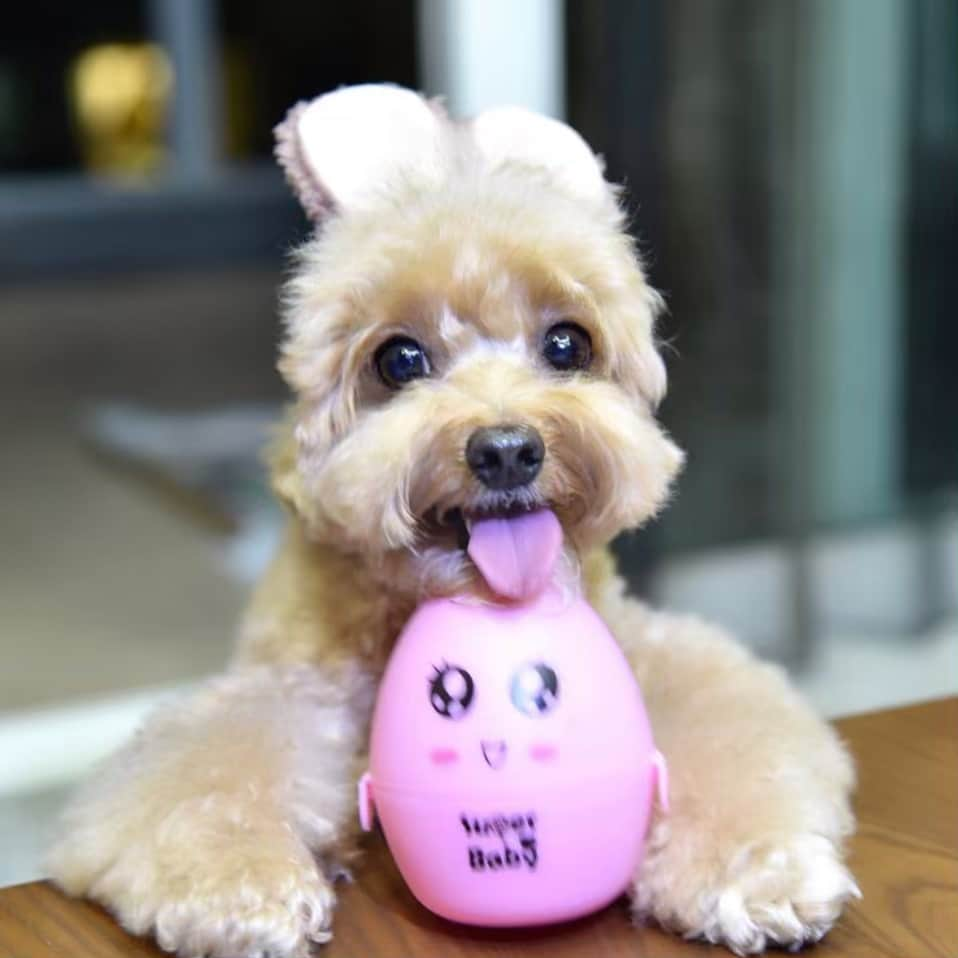 Truffle??松露?トリュフさんのインスタグラム写真 - (Truffle??松露?トリュフInstagram)「📆(22Apr19) 💖hope everyone had an eggciting Easter 🐣🐰❤️ #easterbunny #easteregg #happymonday」4月22日 20時08分 - trufflethetrouble