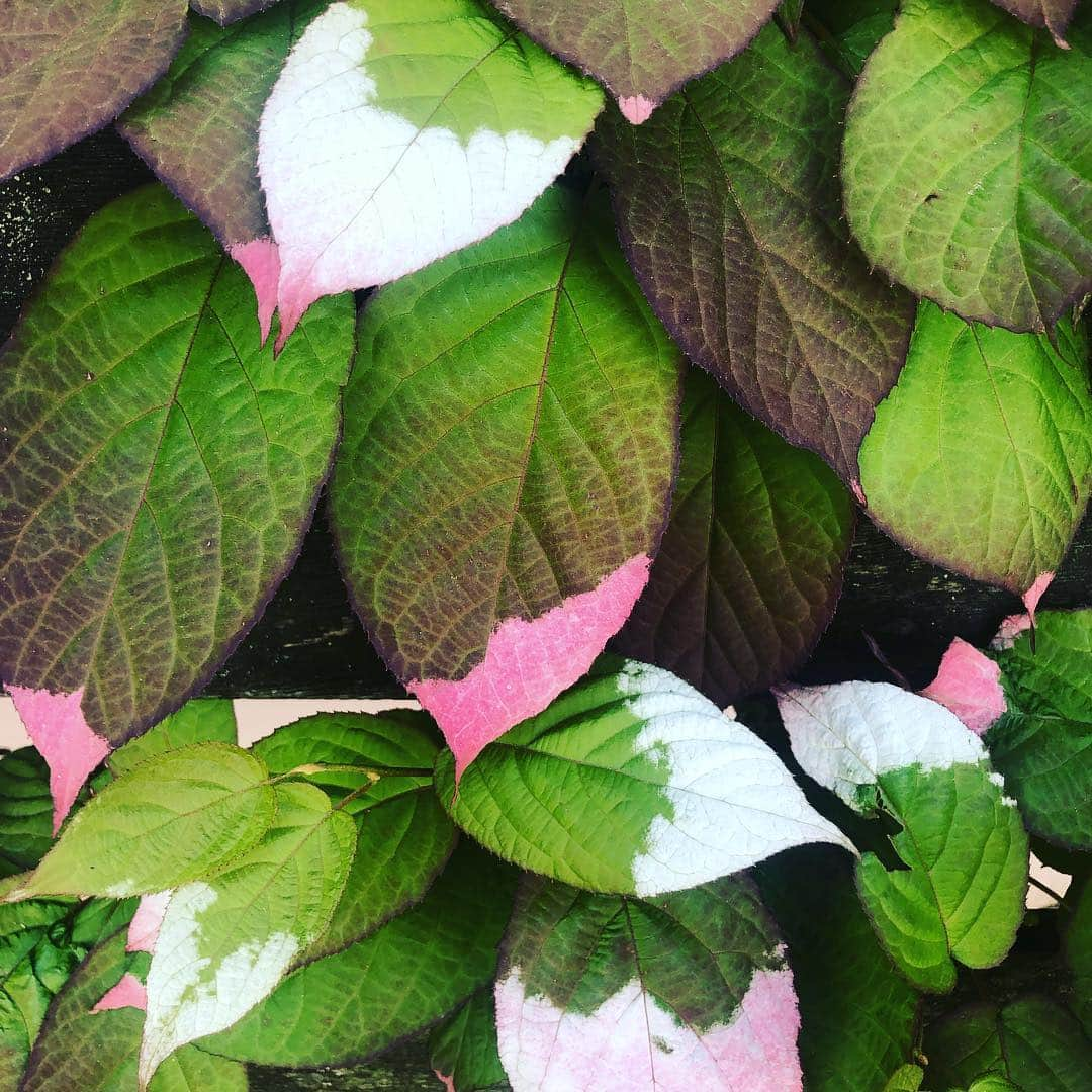 ナイジェラ・ローソンさんのインスタグラム写真 - (ナイジェラ・ローソンInstagram)「Actinidia kolomikta: I think it used to be called paint-pot plant when I was little #pinkandgreen」4月22日 20時18分 - nigellalawson