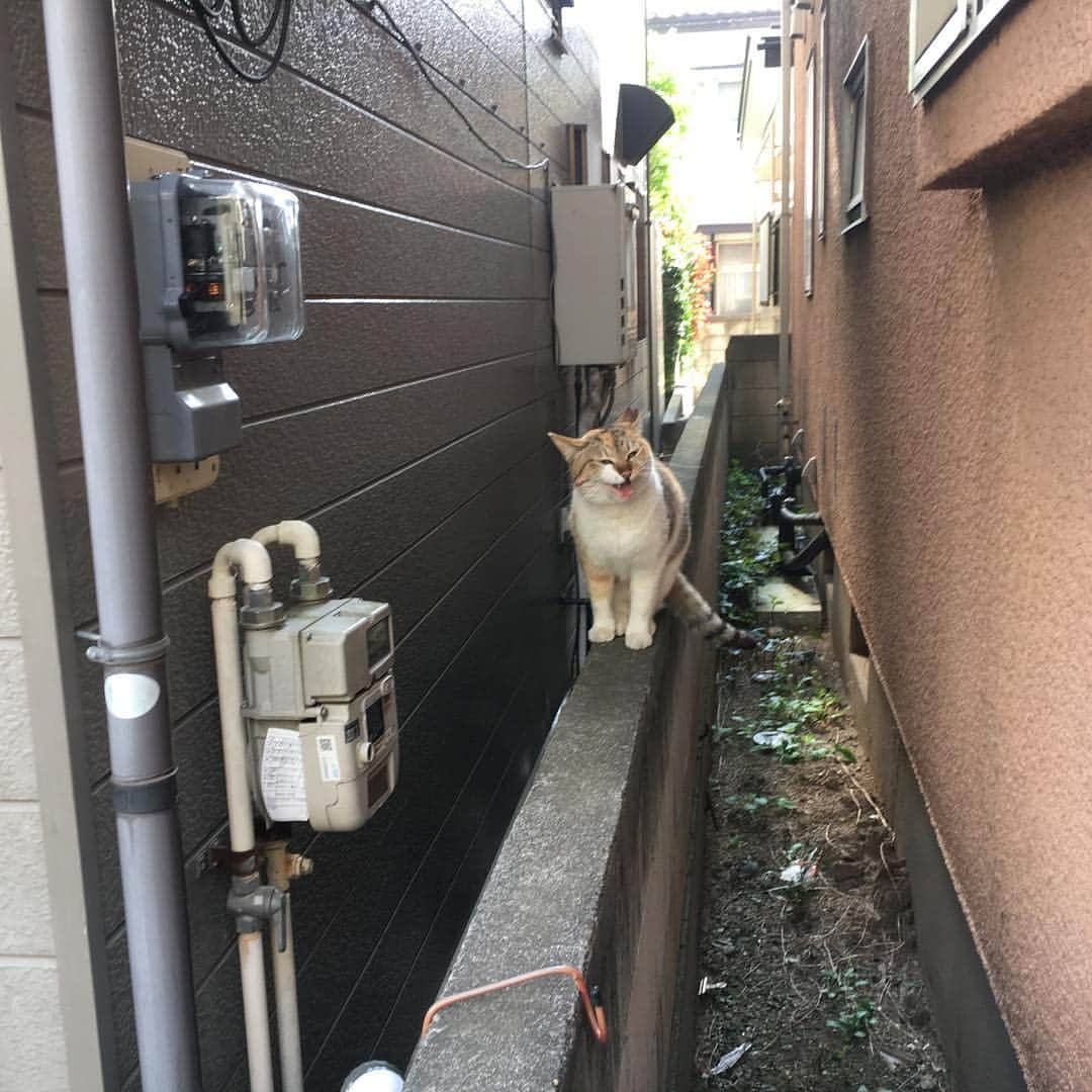 Kachimo Yoshimatsuのインスタグラム