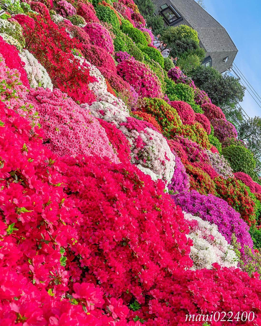 mani022400さんのインスタグラム写真 - (mani022400Instagram)「. 22 Apr. 2019 ． こんばんはー 😊  根津神社にて✨ ． . . . 🌺🌺🌺🌷🌷🌷🌹🌹🌹🌸🌸🌸 ご訪問ありがとうございます🙇 . お花以外の写真は サブアカウントにポストしています。 良かったら、覗いてください🙇🙇 ⬇️⬇️⬇️ @mani0224000 . 🌺🌺🌺🌷🌷🌷🌹🌹🌹🌸🌸🌸 . . . 🔷🔷🔷🔷🔷🔷🔷🔷🔷 #カメラ好きな人と繋がりたい jalan_travel #flower  #花 #flowers  #写真好きな人と繋がりたい love_bestjapan  serahana #ファインダー越しの私の世界 じゃらん花畑 #根津つつじコンテスト2019  #bns_lite #eclecticshow #explore_floral . #9vaga9  9vaga_3flowers9 9Vaga_Rose9 #floristsandflowers #ip_blossoms_member #fabulous_shots ig_flowers #ponyfony_flowers #meiko_flora_member #myheartinshots #la_flowers #rainbow_petals #top_favourite_flowers  #quintaflower #inspiring_shot #phx_flowers #flower_special_legend  nature_special_legend  #ind_flowers #tv_flowers #best_moments_flora  #best_beauty_flora_  9vaga_flowersart9 #ptk_flowers #fleur_noblesse_m .」4月22日 20時36分 - mani022400
