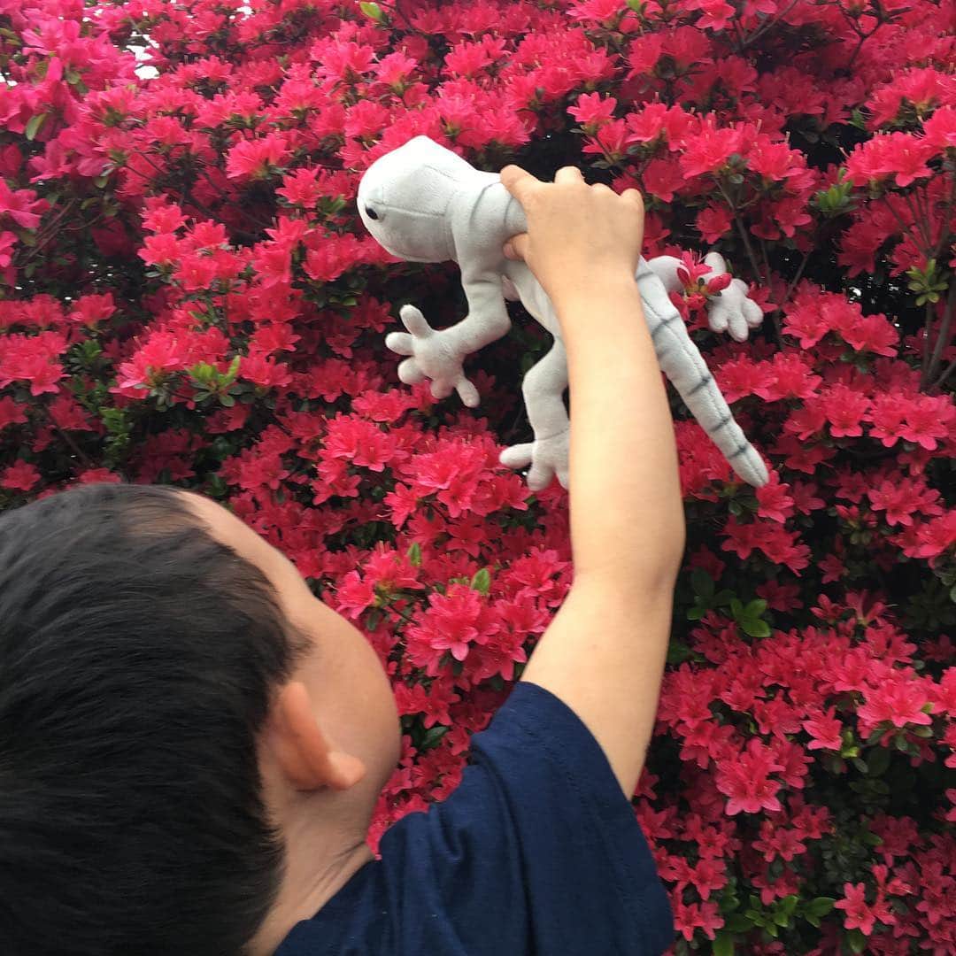 上田倫子さんのインスタグラム写真 - (上田倫子Instagram)「ヤモリとお花見🌸」4月22日 20時37分 - korinntonn