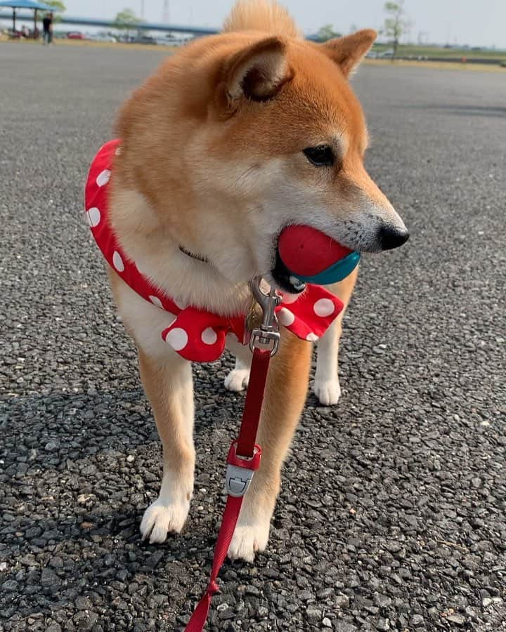 豆柴 サニーちゃんのインスタグラム