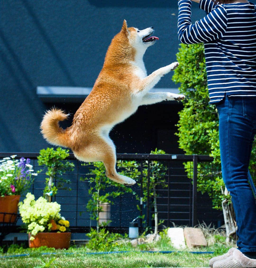 BlackRed shibasのインスタグラム