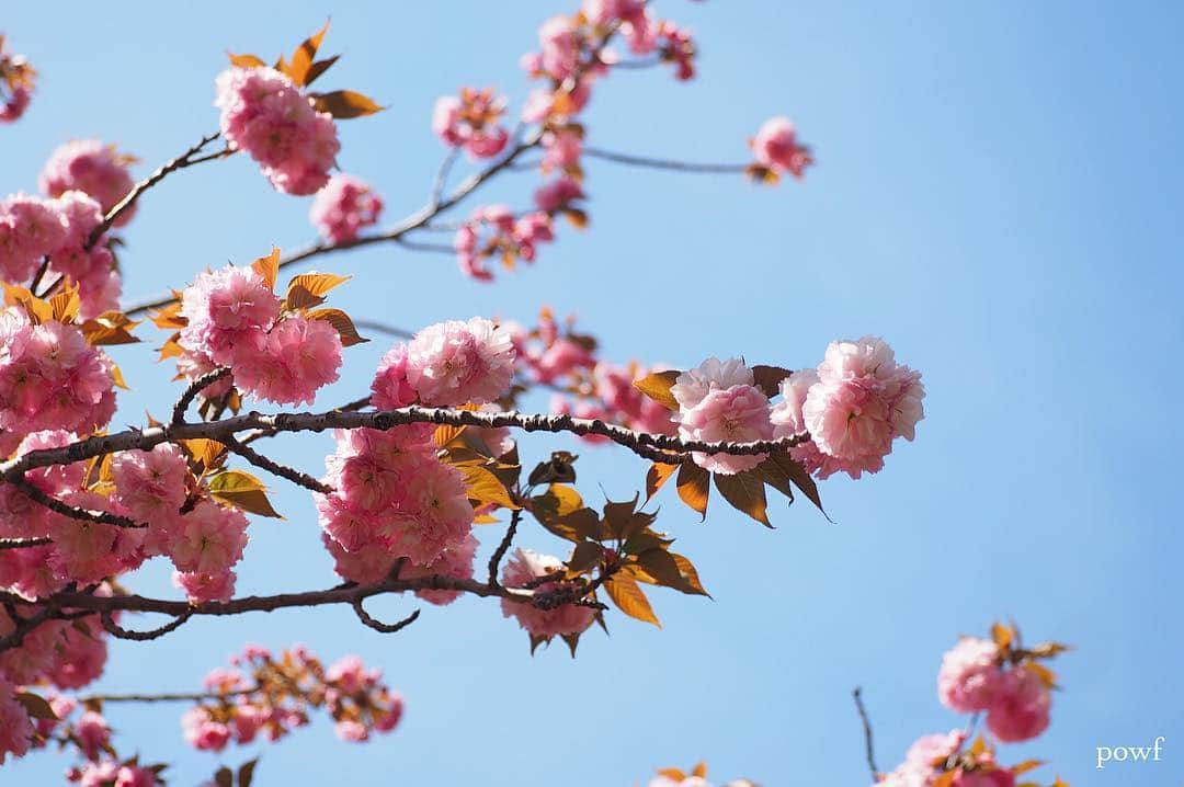 anemone_69さんのインスタグラム写真 - (anemone_69Instagram)「. #関山 #カンザン #八重桜 #sakura #サクラ #桜 #cherryblossom . . .」4月22日 20時58分 - powf
