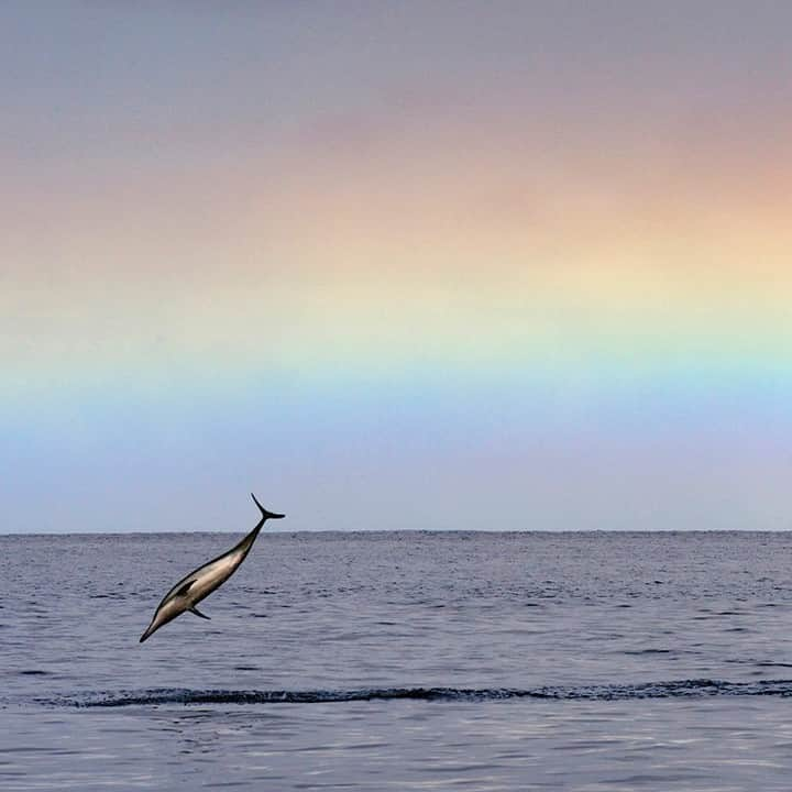 ナショナルジオグラフィックさんのインスタグラム写真 - (ナショナルジオグラフィックInstagram)「Photo by Brian Skerry @brianskerry | Happy Earth Day! A spinner dolphin leaps from the sea as a passing morning squall leaves behind a rainbow in the sky off Oahu, Hawaii. Spinners are some of the most social of dolphin species, rarely seen alone and typically found in larger pods. They forage at night offshore in deep water, then come into shallow bays in the morning to socialize and rest. The Hawaiian spinners have a beautiful tricolor. Photograph made under NMFS (NOAA) permit #17941.  Follow @BrianSkerry to see more ocean wildlife pics  #EarthDay2019 #dolphins #cognition #hawaii #rainbows」4月22日 21時06分 - natgeo