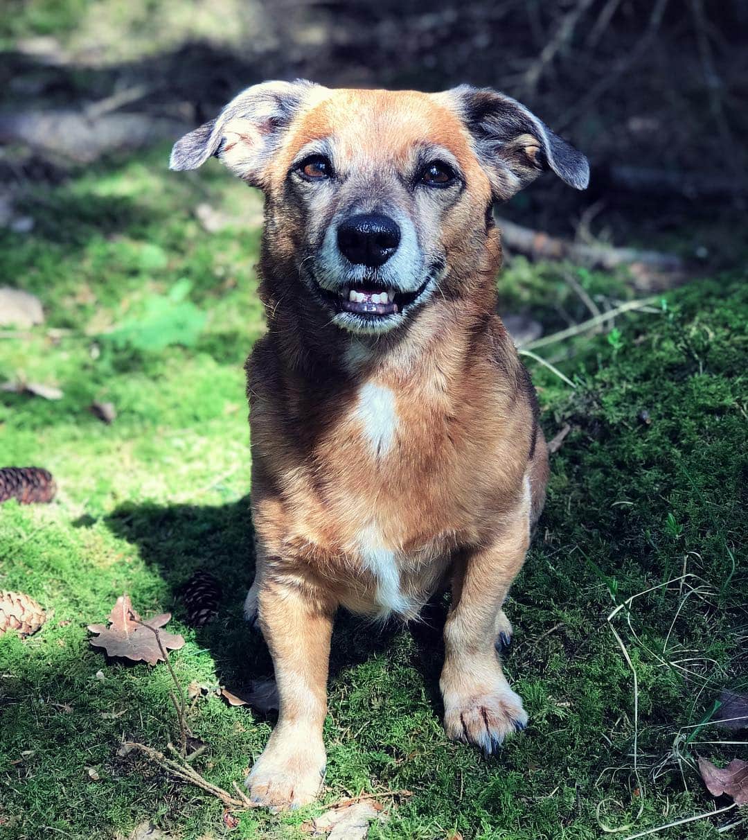 Nina Neuerのインスタグラム：「Happy Birthday Momo. ♥️12 years by my side 🧁」