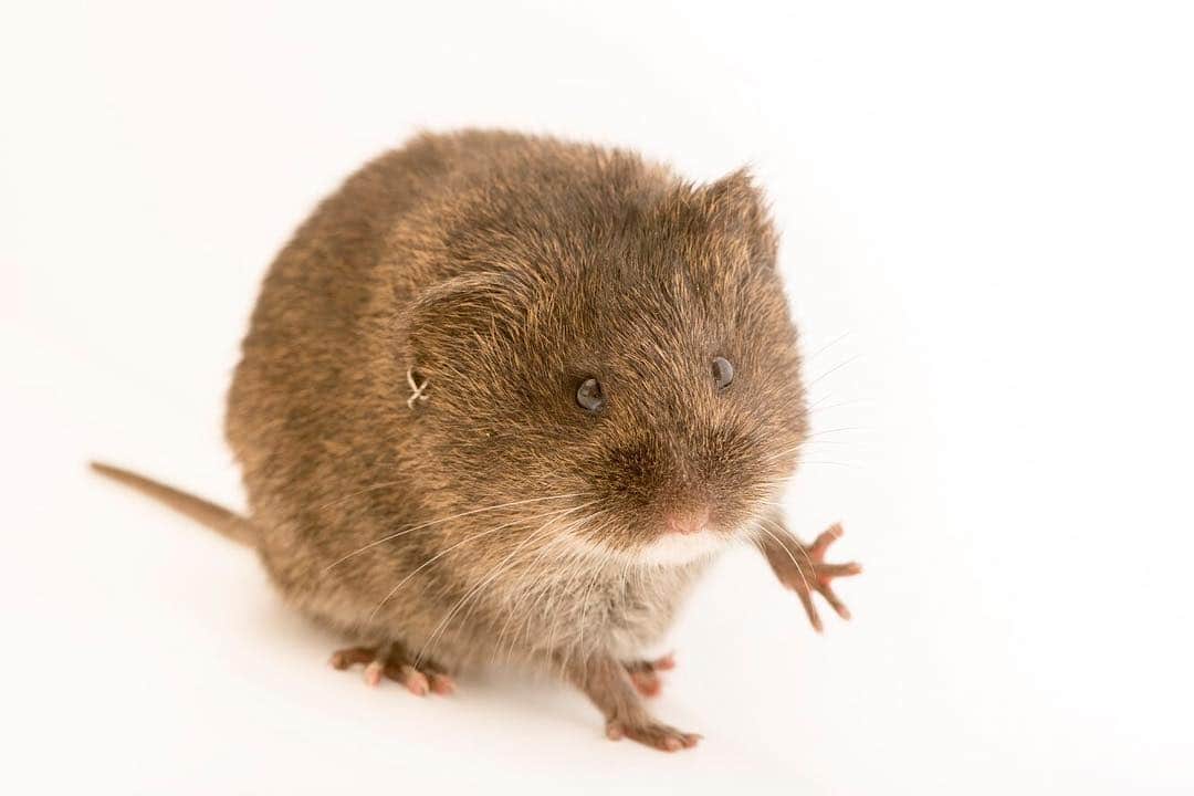 Joel Sartoreさんのインスタグラム写真 - (Joel SartoreInstagram)「Habitat used by the endangered Amargosa vole @ucdavisvetmed is often small and occurs in patches. This results in isolated “island” populations that make it very difficult for voles to interact and breed with one another. This isolation, paired with competition from other rodent species for resources, leads to an increased risk of extinction. This Earth Day, help species like the Amargosa vole by keeping pets indoors and practicing “leave no trace” principles while hiking to prevent damage to their habitat. #amargosa #vole #cute #earthday #photoark #savetogether」4月22日 21時09分 - joelsartore