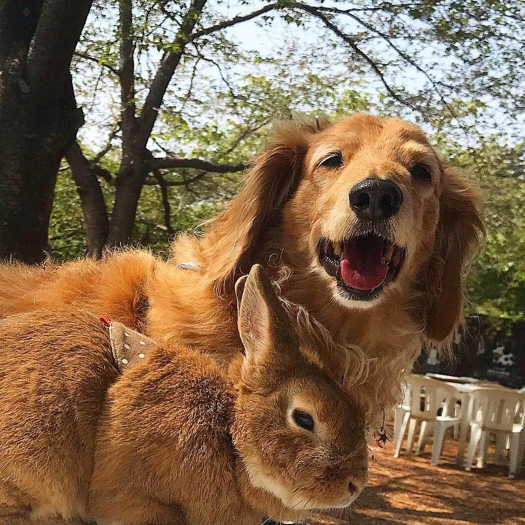 Chieko Shibutaさんのインスタグラム写真 - (Chieko ShibutaInstagram)「たろー🐶＆うじゃこ🐰地方☀️ たろー！ 暑いです😵💦 24度☀️ 汗かいてます🐰💦💦😜 たろーは ご機嫌❤️ 💕✨🐶🍀🐰✨💕 #dachshund #dachshunds #dachshundlove #dog #dogs #doglove #instadog #instagram #instagood #pet #pets #petsagram #cute #cutepe #cutepet #cutedog #cuteanimals #likes #09076999576 happy #smile #rabbit #ラビット #ミニュチュア #ミニュチュアダックス  #ミニュチュアダックスフント #うさぎ部 #うさぎ #ダックス #ダックスフンドロングヘアー#ねざーらんどどわーふ」4月22日 21時15分 - chieko.81