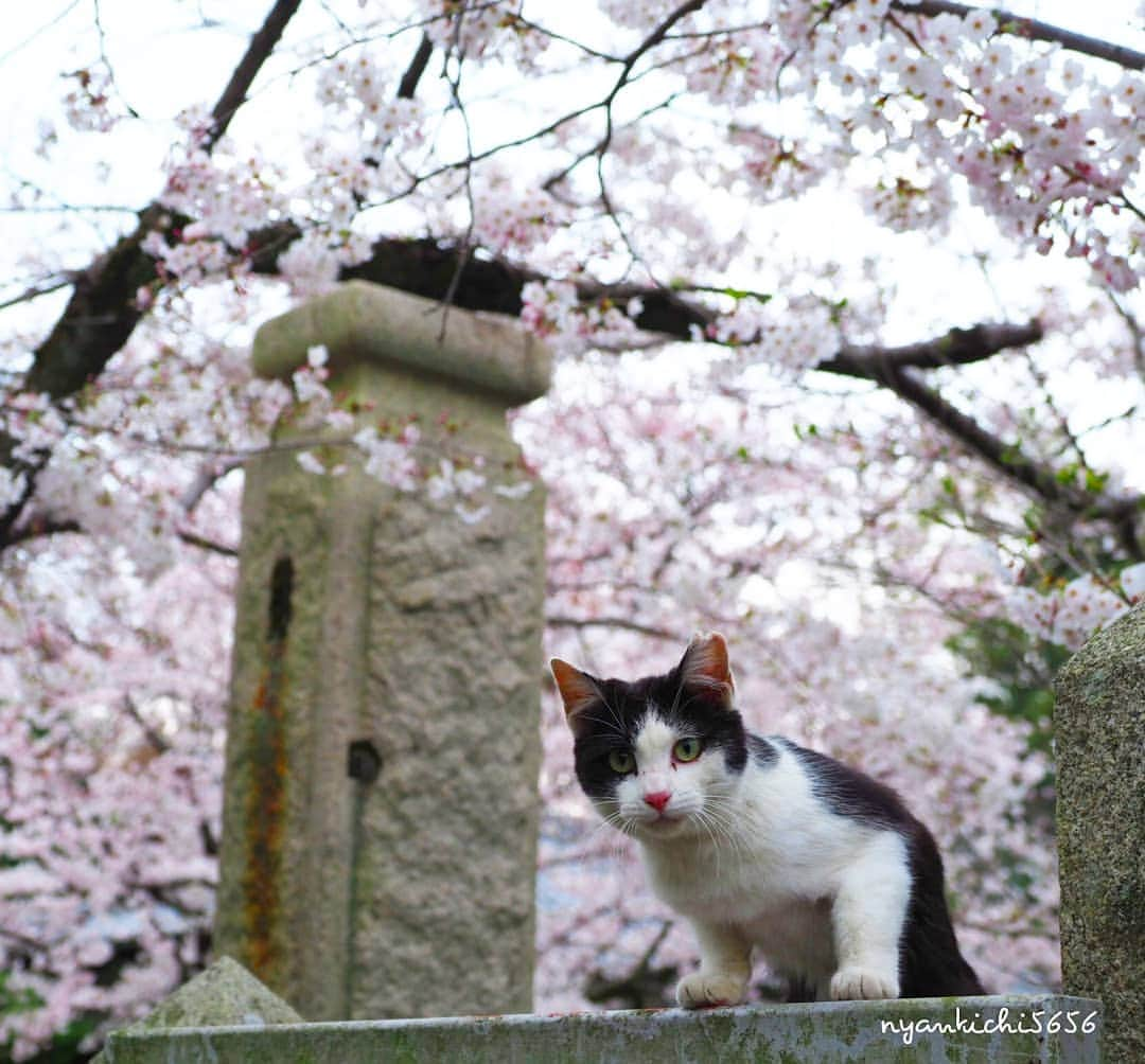 路地裏のにゃん吉さんのインスタグラム写真 - (路地裏のにゃん吉Instagram)「🌸にゃら～ん  おっちゃん桜いっぱい撮ったけん まだまだ見たってにゃ  #神社フォトコンわたしと神社 #ふるさと神社めぐり  #igersjp#ねこ#猫#ig_japan#ねこ部#ふわもこ部#さくら#にゃんすたぐらむ#みんねこ #cats#ファインダー越しの私の世界 #catsofinstagram#catstocker#instagramjapan##catloversclub#ペコねこ部#ピクネコ #東京カメラ部#icu_japan#team_jp_西 #고양이#nekoclub #catstagram#japan_photo_now #bestcatclub #loves_nippon#balousfriends#ファインダーは私のキャンパス」4月22日 21時24分 - nyankichi5656