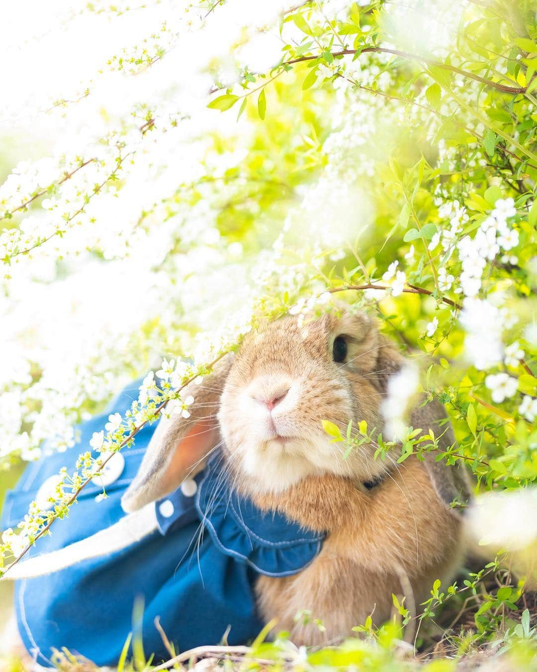 usagraphさんのインスタグラム写真 - (usagraphInstagram)「雪柳のシャワー❤️ ＊ ＊ ＊ #うさぎ #rabbit #bunny #ふわもこ部  #WeeklyFluff #igersjp  #instabunnies #tokyocameraclub #東京カメラ部  #bunnystagram  #今日もX日和  #うさぎ部 #ホーランドロップ #hollandlop  #アニマル写真部  #ファインダー越しの私の世界 #team_jp_西 #igers  #ig_japan」4月22日 21時35分 - usagraph